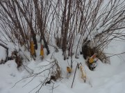 Зимска прихрана дивљачи