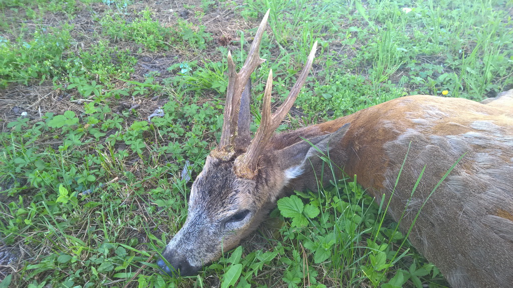 Владица Старчевић из Београда, 13.мај 2015.године