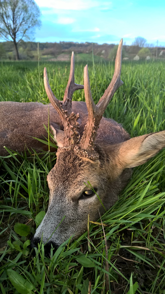 Владица Старчевић из Београда, 17. април 2015.године