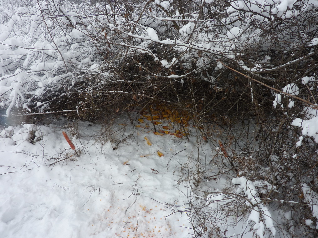 Зимска прихрана дивљачи