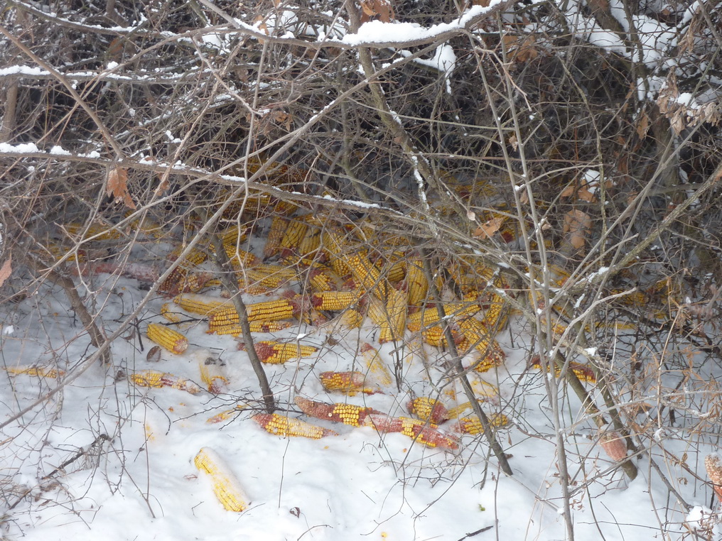 Зимска прихрана дивљачи