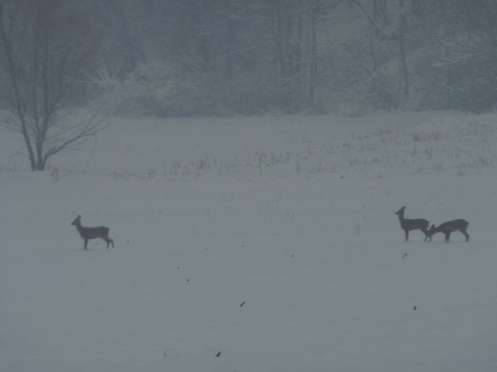 Зимска прихрана дивљачи
