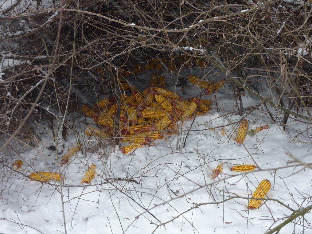 Зимска прихрана дивљачи