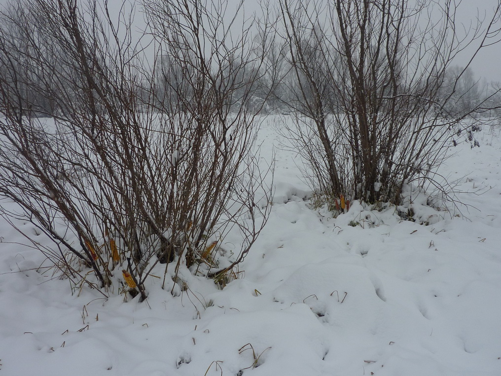 Зимска прихрана дивљачи